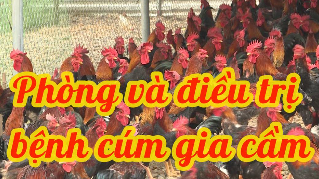 PHÒNG VÀ ĐIỀU TRỊ BỆNH CÚM GIA CẦM (AVIAN INFLUENZA)  SAO CHO HIỆU QUẢ?