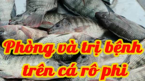 Phòng và trị bệnh trên cá rô phi