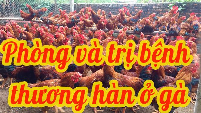 NGUYÊN NHÂN GÂY BỆNH VÀ PHÁC ĐỒ TRỊ BỆNH THƯƠNG HÀN (SALMONELLA) Ở GÀ