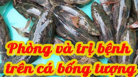 Phòng và trị bệnh trên cá bống tượng