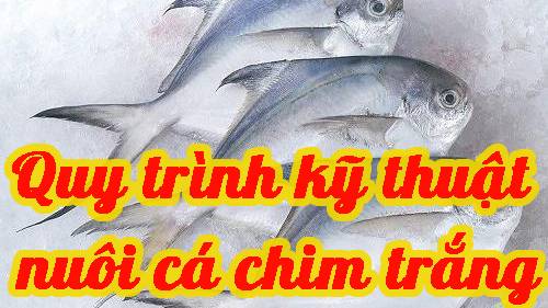 Quy trình kỹ thuật nuôi cá chim trắng