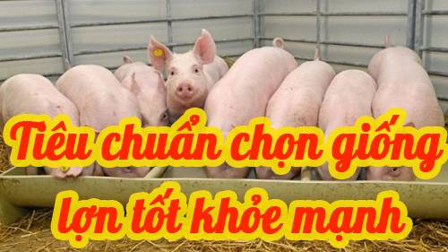 Tiêu chuẩn nào để chọn heo giống tốt khỏe mạnh