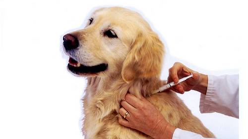 Một số điều cần biết tiêm VACCINE cho chó