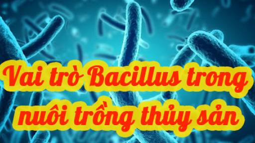 Vai trò thiết yếu của Bacillus trong nuôi trồng thủy sản