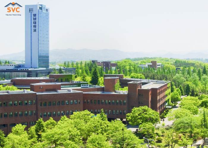 Đại học Yeungnam: Chất Lượng – Đổi Mới – Hội Nhập